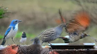 TV for Cats 📺 - 90 Minutes Of Birds For Cats To Watch