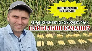 Яка цукрова кукурудза має найбільші качани?