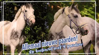 HEEFT CALIJN een NIEUW PAARD?! + TIMMY&CO ONTSNAPPEN!!