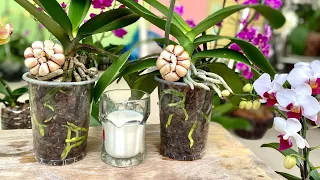 Do This To Orchids Have Long Lasting Blooms And Super Fast Growth