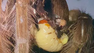 Fruit Beetle Grub Destroyed By Huge Spider Fangs