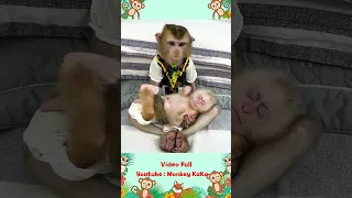 Monkey Hair Red hugs and lulls baby monkey Mit to sleep looking so cute