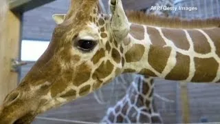 Second Danish giraffe's life at risk?