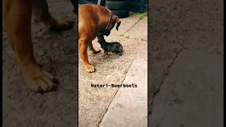 Dackel fight with Boerboel #boerboels #deckel #dog #dogtraining #animal #puppy #pitbull