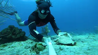 Day trip to the Bahamas: sharks and spearfishing