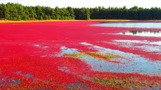 Как собирать клюкву (How to collect cranberries)