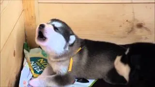 Alaskan Malamute puppy howling, 15 day old