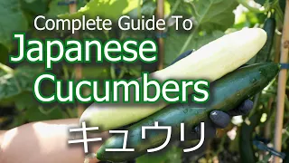 Complete Guide To Growing Japanese Cucumbers | Germination | Harvesting | キュウリ