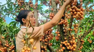 Harvesting Fireballs Fruit goes to the market sell - Build Farm | Trieu Thi Hay -ep18