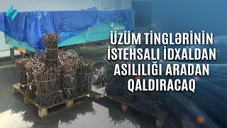 Üzüm tinglərinin istehsalı idxaldan asılılığı aradan qaldıracaq… | Kanal S Xəbər