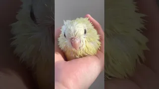 1分でサザナミインコの魅力が分かる動画 #shorts #インコ