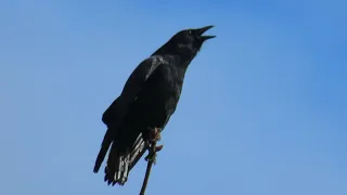 American Crows Calling