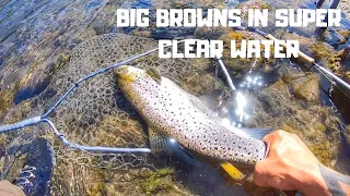 SIGHT Fishing to BIG Brown Trout in SUPER Clear River