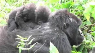 The Hirwa Gorilla Twins at 7 Months
