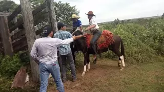 Rodeio  en  burro  en  paranatinga