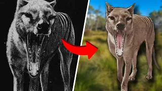 Tasmanian Tiger REAL Footage In COLOUR