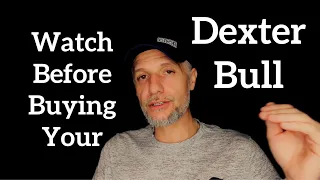 Dexter Bull Buying Tips