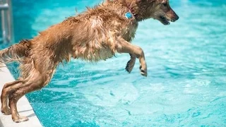 So Many Dogs! | Dog Splash Party, Funny Dog Video