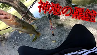 [黑鱸]這裡的黑鱸有神明加持                      #路亞#釣遊#釣魚