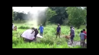 Dead Elephant explodes like a Bomb..