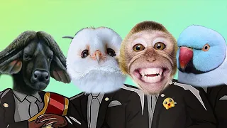 Funny Bufallo & Owl & Monkey & Parrot - Coffin Dance Meme ( COVER )