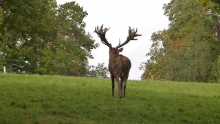 Red Deer Stag Rutting