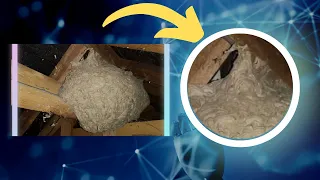 Man Thought He Found A Wasps’ Nest – But No One Expected This Outcome