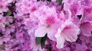 つつじが岡公園 館林市 2018年4月