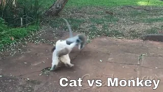 Cat vs Monkey - Thug Life