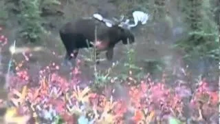 Giant Moose Hunt in the Yukon