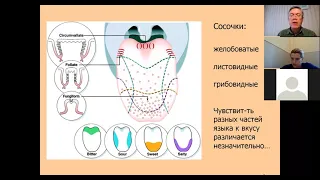 Вячеслав Дубынин ФЧЖ 4 курс 2021 лекция 6 вкус