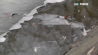 У водоймі на Лебединці рибі не вистачає кисню