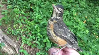 Robin Rescue: A Documentary (Part Three) - by Mike Franzman