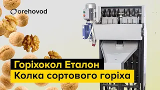 Орехокол Эталон для сортового грецкого ореха. Колка Песчанского ореха