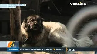 На Житомирщині собака насмерть загриз півторарічну дівчинку
