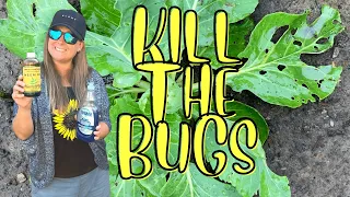 What Garden Bugs are Eating My Plant Leaves? | DIY Bug Killer Mix