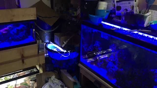 When the Power Goes Out in the fishroom. How I Keep My Fish & Coral Alive. APC vs Generator for Reef