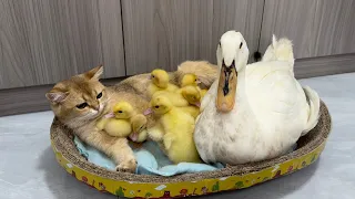 The mother duck took the duckling to find the nanny kitten to sleep with. cute and funny animal🐥😽