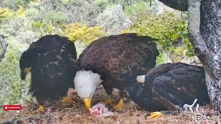 A Beak-Nipping Feeding Frenzy - Fraser Point Nest of Cruz, Andor, Manini & Reign (5/27)