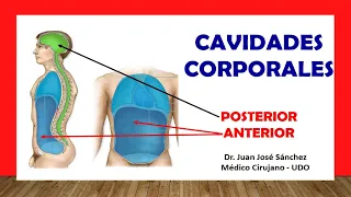 🥇 BODY CAVITIES IN ANATOMY, Subdivisions. Easy, Fast and Simple