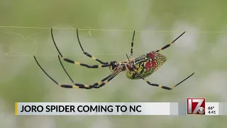 'Try not to freak out' about NC's incoming spider invasion