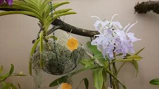 Выставка орхидей 2019 в биологическом музей им. К.А. Тимирязева