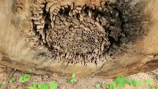 Do Termites 🐜 infest living in trees 🌳 ❓️How to know if Termites are in your tree.