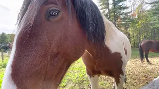 Grounding with Angus