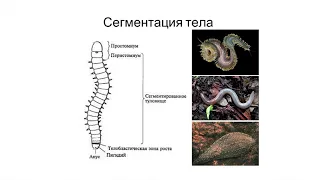 Биология.  Римская Корсакова Н. Н.  28 11