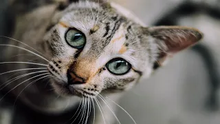 Funny and cute cats video 43