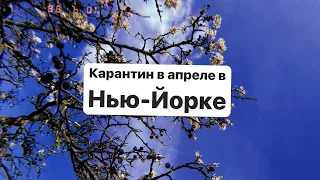 Карантин сейчас в Нью-Йорке. Вид с крыши на людей. Как у нас хоронят умерших от коронавируса людей