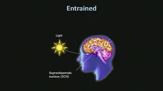 Circadian Rhythms 2