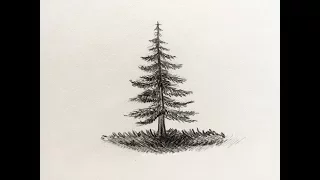 How to Draw a Pine Tree