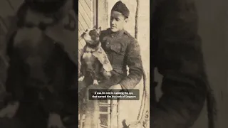 A True War Hero Dog - Sergeant Stubby